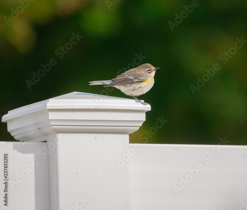Yellow-rumped Warbler