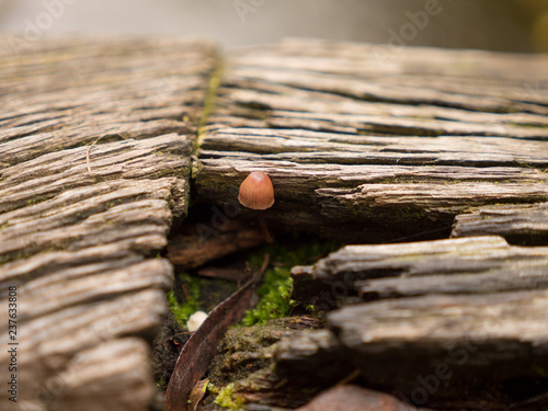 winziger Pilz mit Holz