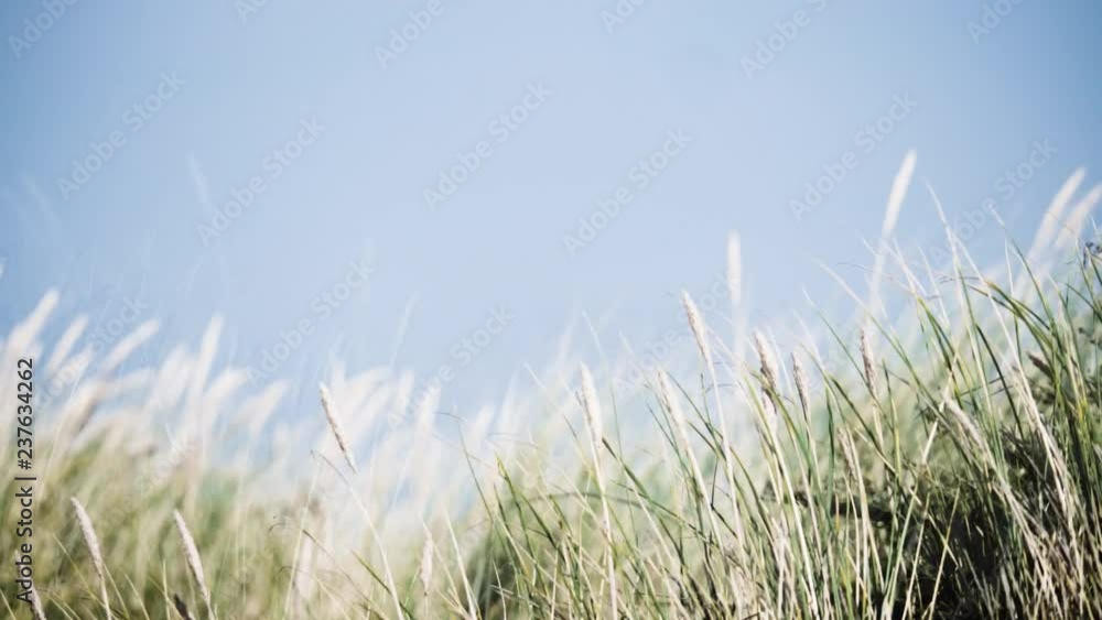 Cinematic 4k UHD netherlands dunes with typical blade grass waving in wind