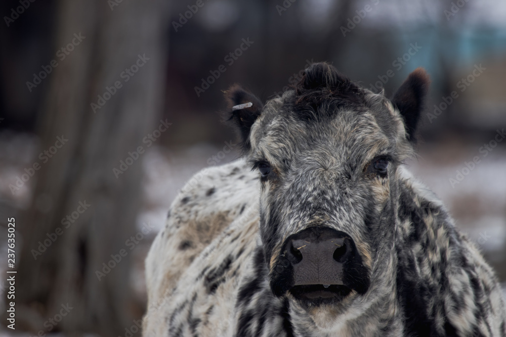 Fototapeta premium cow in a snowy pasture