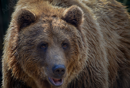 A beautiful strong brown bear in a warm brown coat