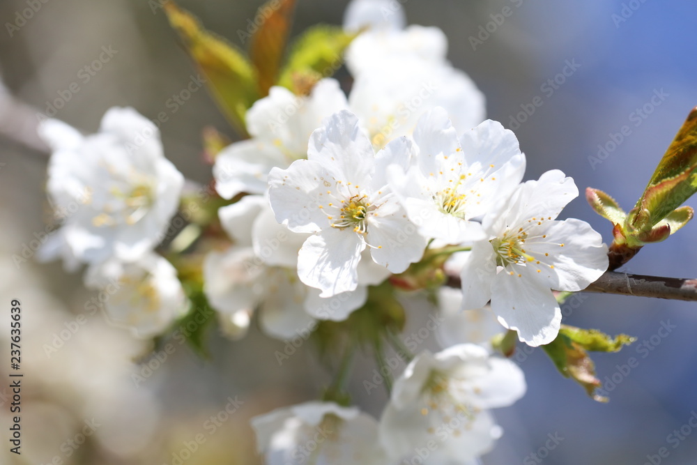 Fototapeta premium blüte