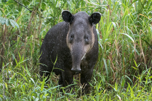 Baird s Tapir in the Rain - Photographed in the Northern Cloud forests of Costa Rica