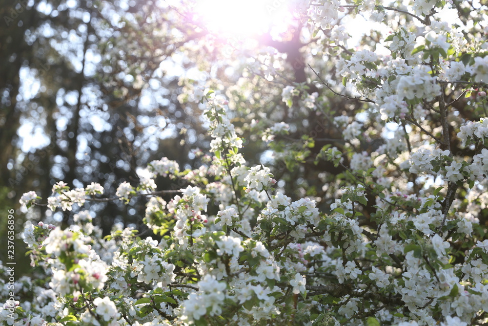 blüte blüte