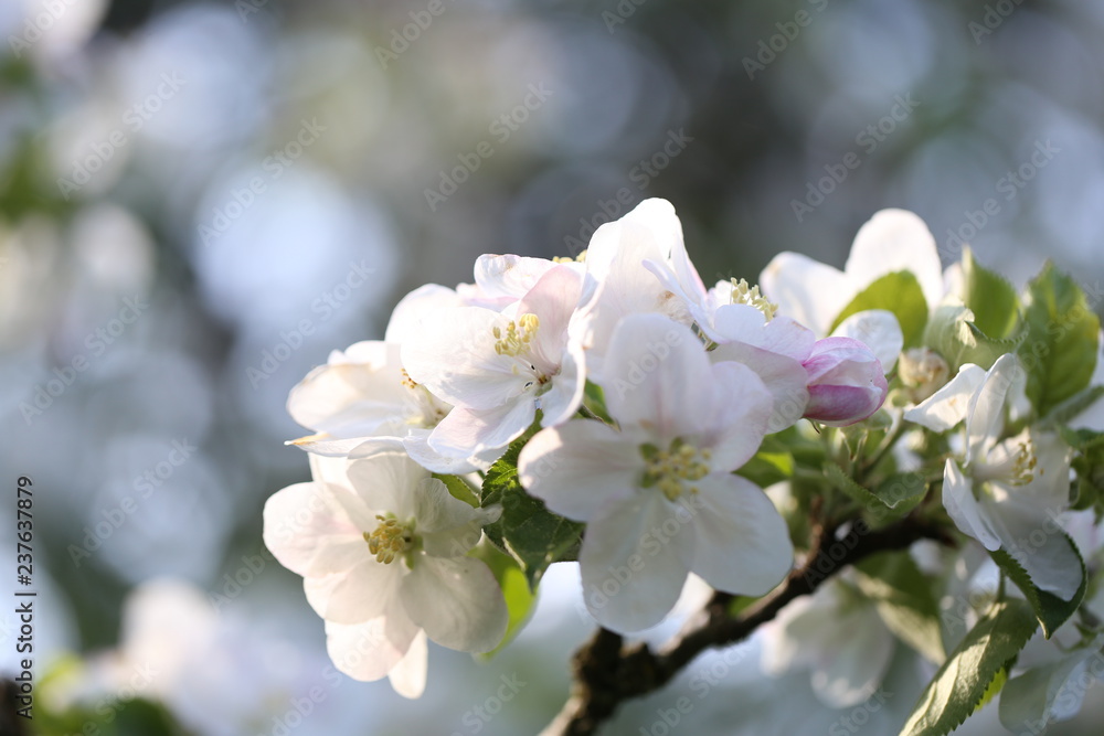 Obraz premium blüte