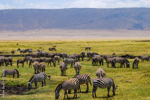 Herd of Zebras Grazing in the beautiful green plains of the Ngorongoro National Park. Safari in Tanzania  Africa