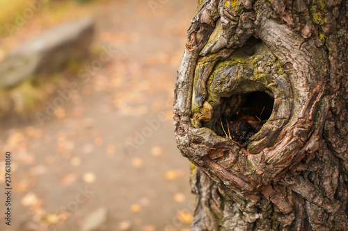 Old tree trunk with hollow bark texture, horizontal natural background with copy space, close up