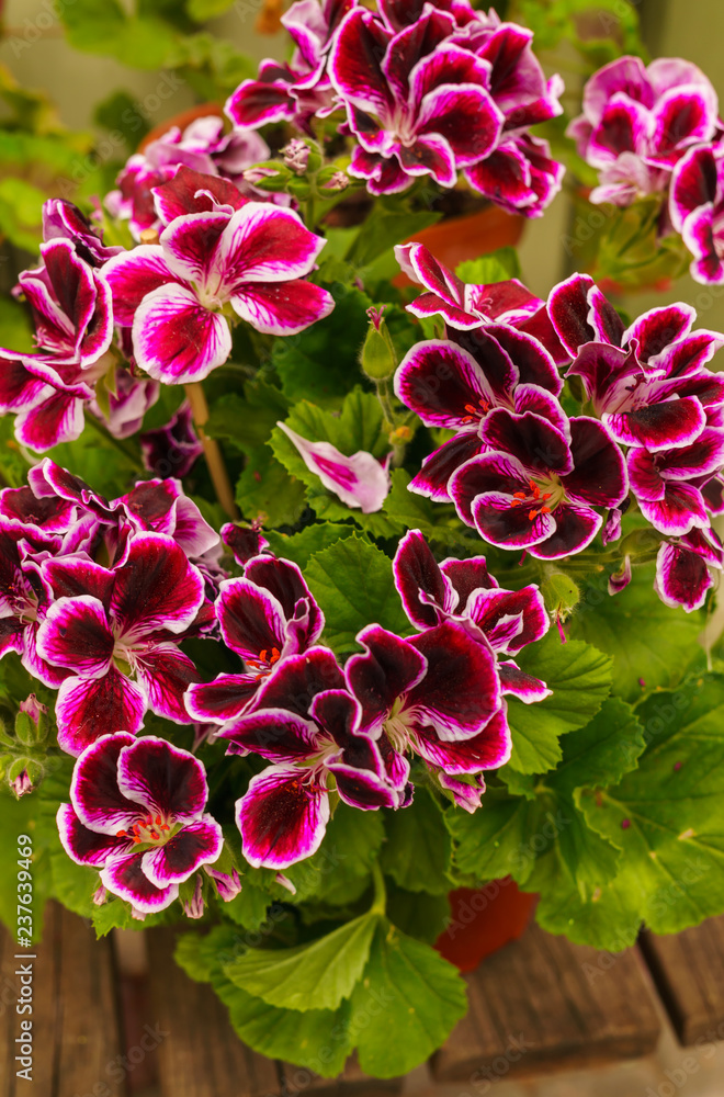 Popular motley geranium flowers for garden decoration.Common geraniums plants. Popular motley geranium flowers for garden decoration.Common geraniums plants.