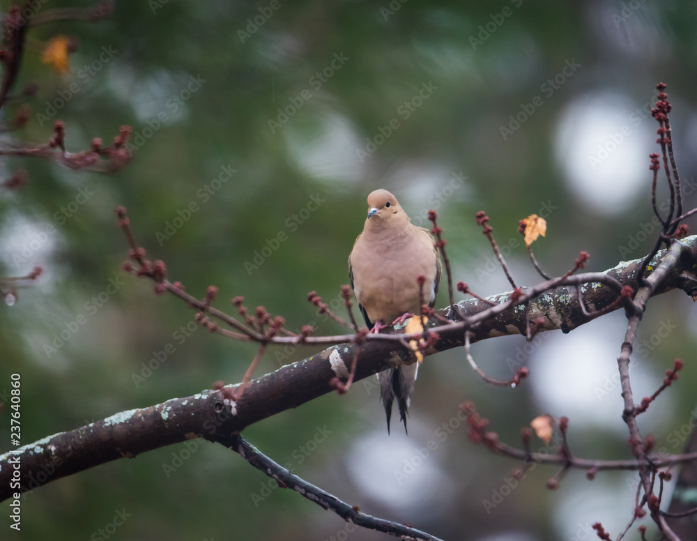 Mourning dove on branch. Shallow depth of field. Mourning dove on branch. Shallow depth of field.