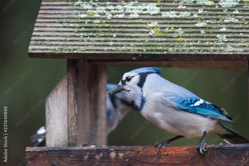 Obraz premium Male blue jay eating at bird feeder. moss covered weathered roof. horizontal image with background intentional out of focus in soft neutral colors. 