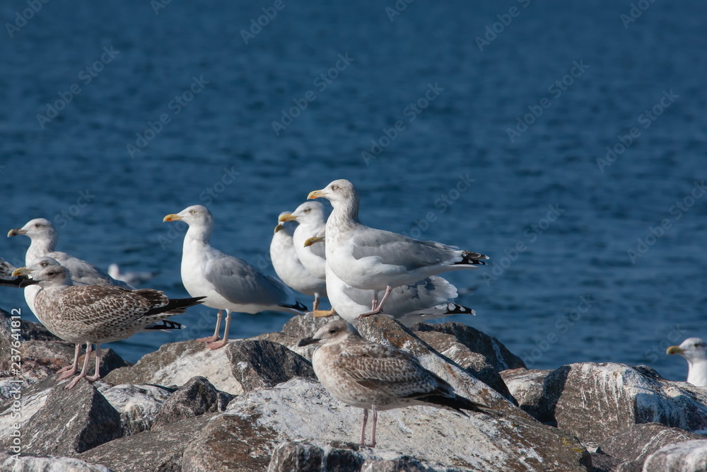 Fototapeta premium Möwe