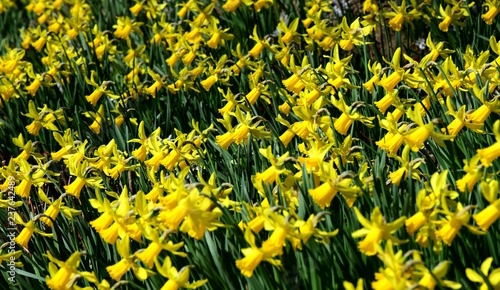 Fototapeta Naklejka Na Ścianę i Meble -  Osterglocken und Narzissen, Frühlingsboten in Gelb