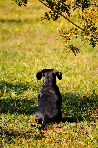 dog on grass