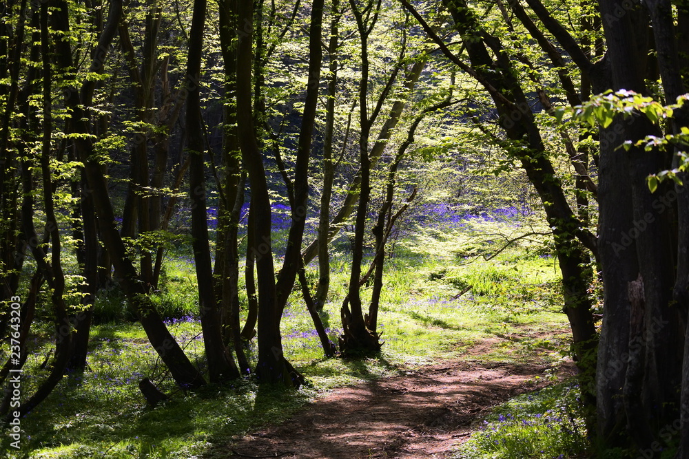 Fototapeta premium Bluebells in the woods