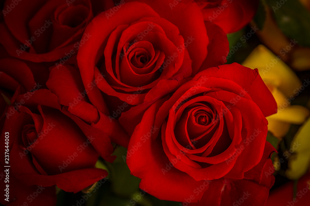 Fototapeta premium Beautiful roses close-up picture