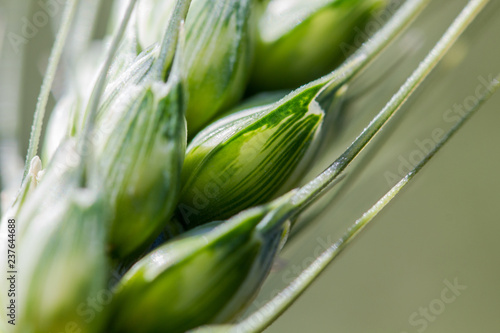 épi de blé macro