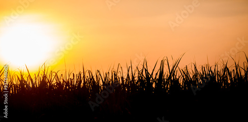 Sunset over sugar cane field.