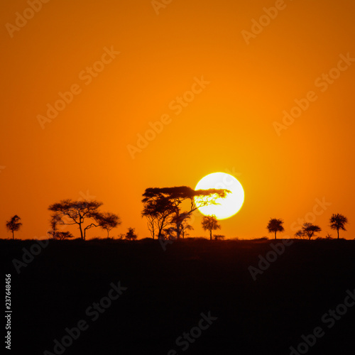 Squared image of a beautiful African sunset in the Serengeti Park savannah plains, Tanzaniaa, Africa with silhouettes of acacia trees and the sun setting on the horizon. Wild safari landscape.