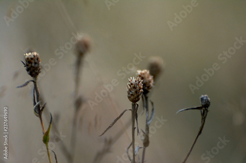 Several dry autumn flowers in the meadow. Evening lighting. Natural background.