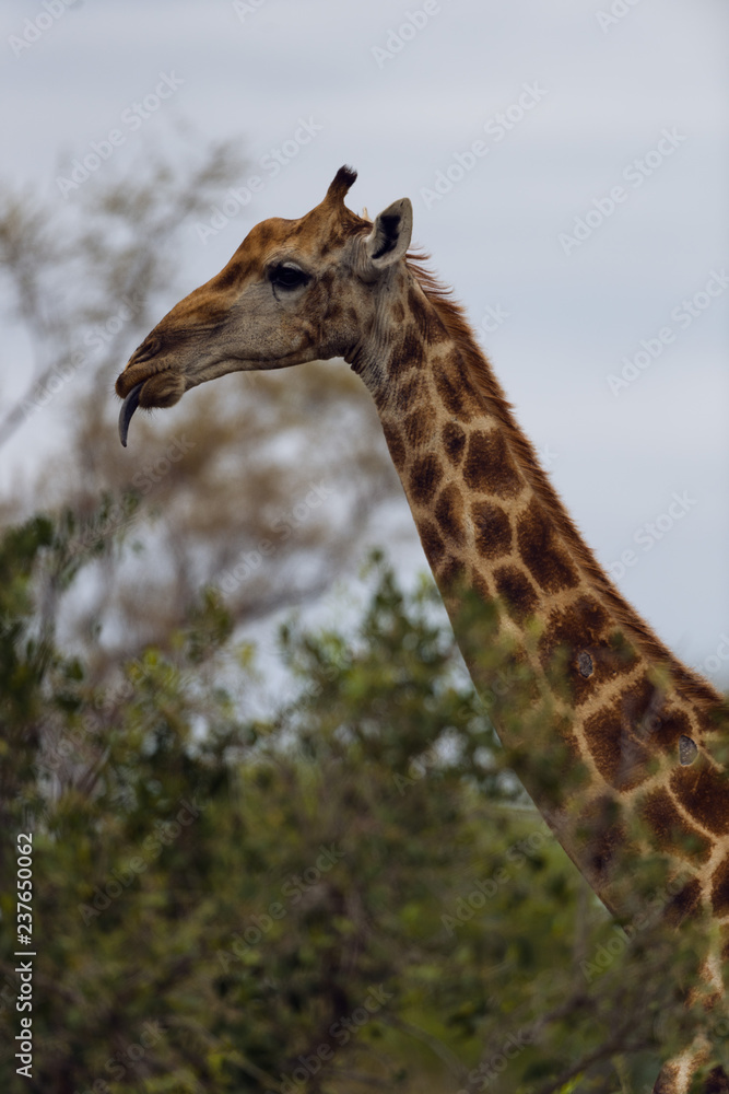 Obraz premium Giraffe in Kruger