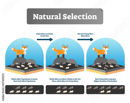 Natural selection vector illustration. Explained scheme with life evolution
