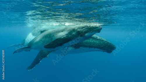 Humpback Whale, Tonga © Chris