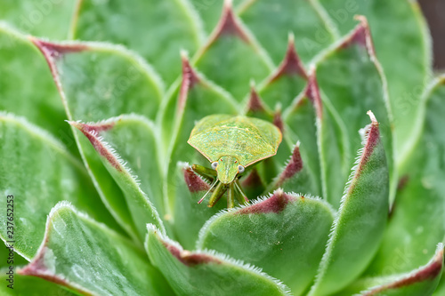 Green Stink bug Camouflaged On A Leaf