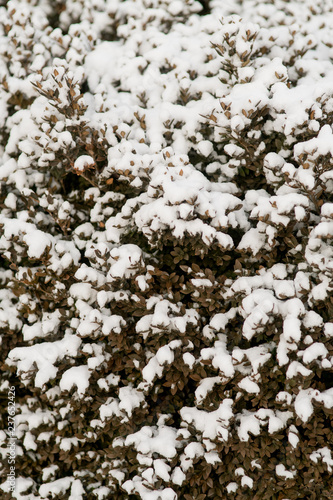 ornamental bushes with snow
