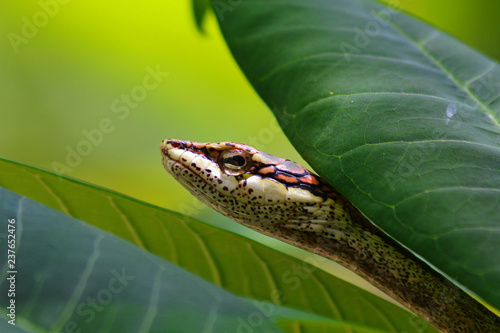 Eastern vine snake  photo