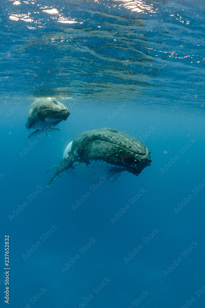 Obraz premium Humpback Whale, Tonga