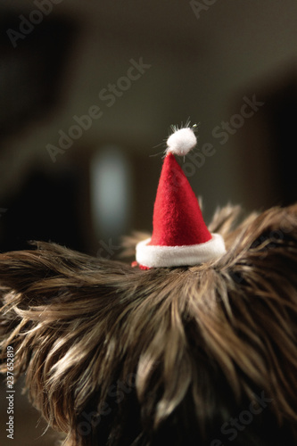our little yorkie with a christmas hat (ID: 237652819)