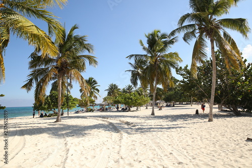  palm trees and white sand on a tropical beach © Irina Tarzian