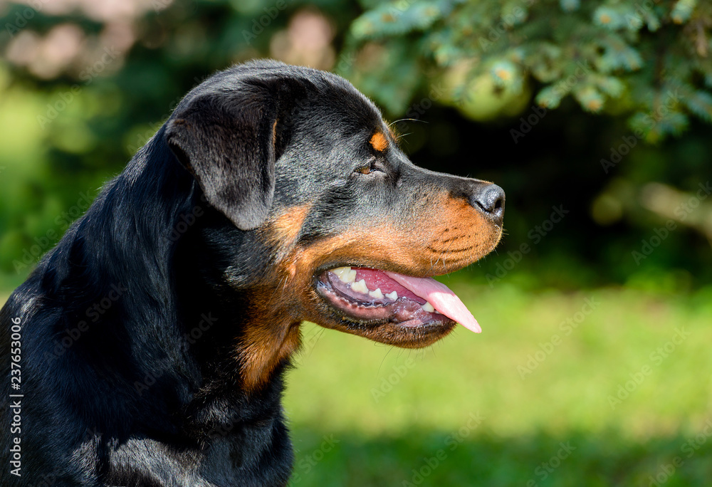 Rottweiler young portrait. The young Rottweiler  portrait is outdoor.