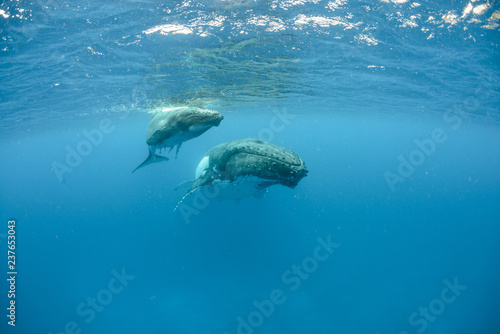 Humpback Whale  Tonga