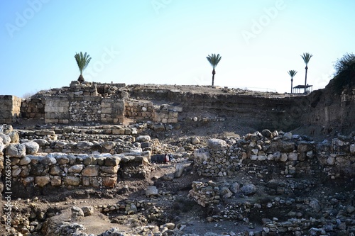 Palm trees in antique Megiddo Armageddon Archaeological site, Jezreel Valley, Lower Galilee, Israel photo