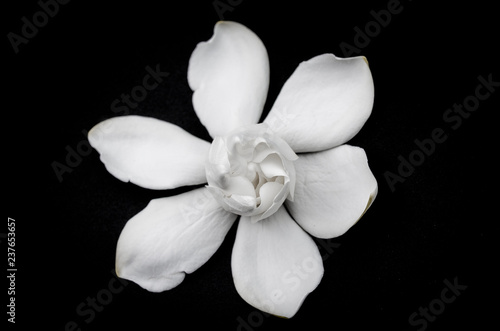 Thw white flower