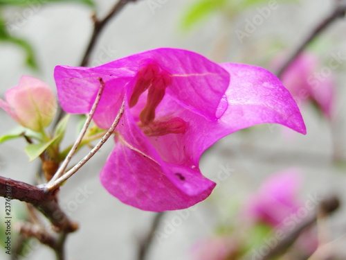 Flor de trinitaria