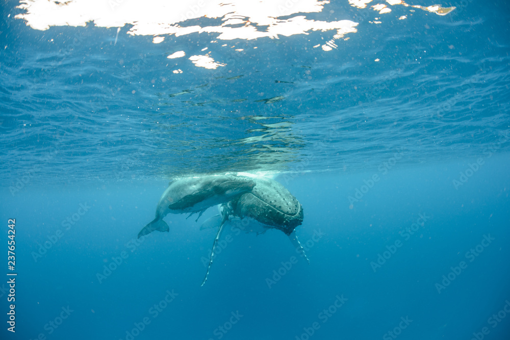 Naklejka premium Humpback Whale, Tonga