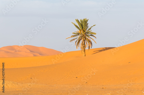 Palm trees in Erg Chebbi, Sahara Desert in Merzouga, Morocco in Africa