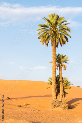 Palm trees in Erg Chebbi, Sahara Desert in Merzouga, Morocco in Africa