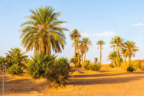 Fototapeta Naklejka Na Ścianę i Meble -  Palm trees in Erg Chebbi, Sahara Desert in Merzouga, Morocco in Africa