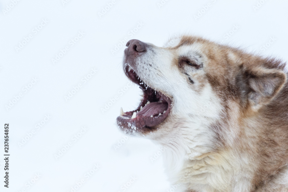 Obraz premium air biter