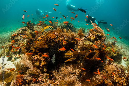 Vibrant and colorful reef, fish and diving scene. Colorful corals surrounded by small tropical fish in clear blue water