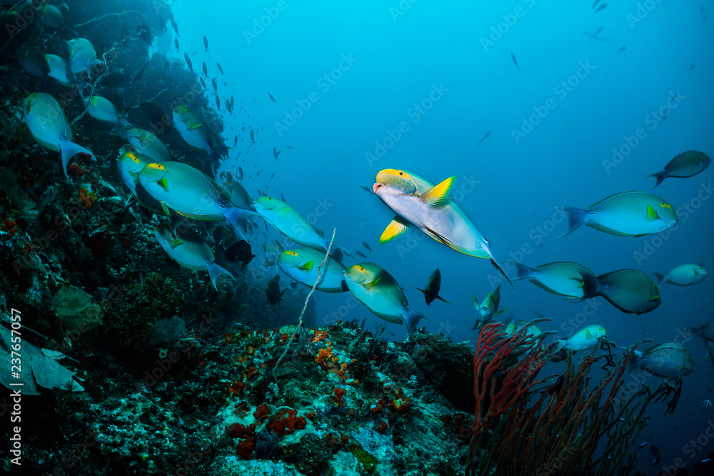 Underwater scuba diving scene, schooling fish swimming together around coral reef, blue ocean background Underwater scuba diving scene, schooling fish swimming together around coral reef, blue ocean background