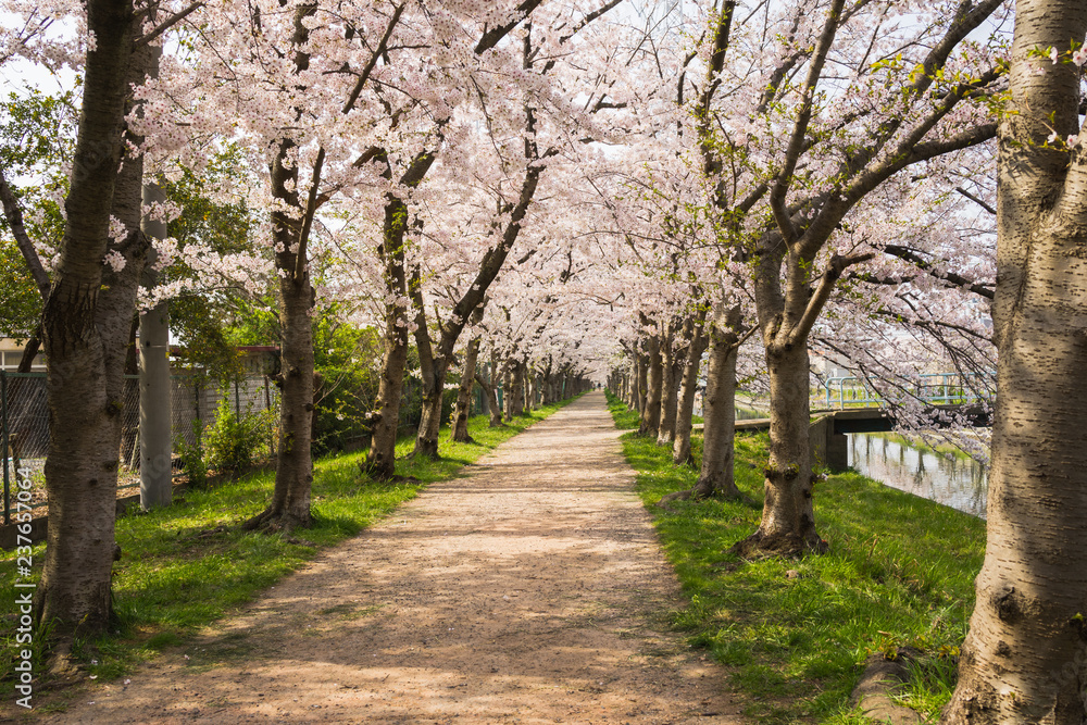 Spring Japan, Cherry blossom road 