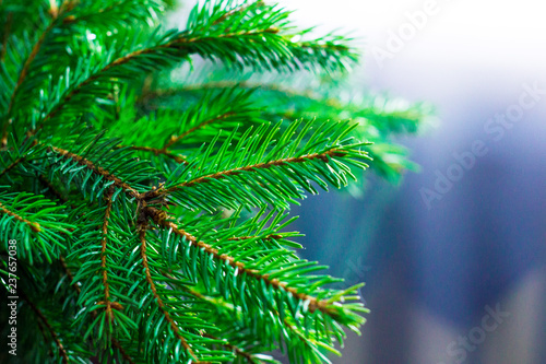 green fir branch of a christmas tree