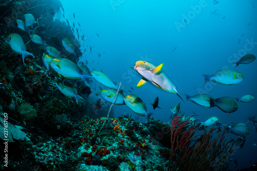 Underwater scuba diving scene, schooling fish swimming together around coral reef, blue ocean background