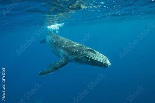 Fototapeta Naklejka Na Ścianę i Meble -  Humpback Whale, Tonga