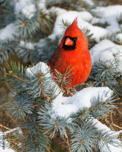 Canvas Print Northern Cardinal Male Perched on Blue Spruce  in Winter