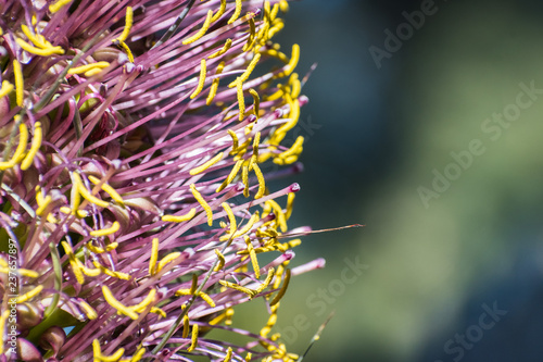 Close up of colorful Agave flower, California photo